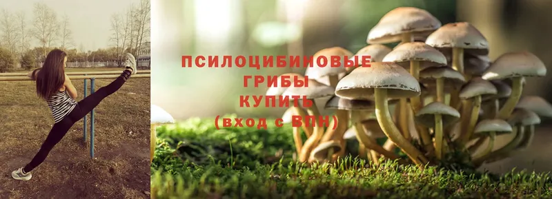 Псилоцибиновые грибы Psilocybine cubensis  Емва 